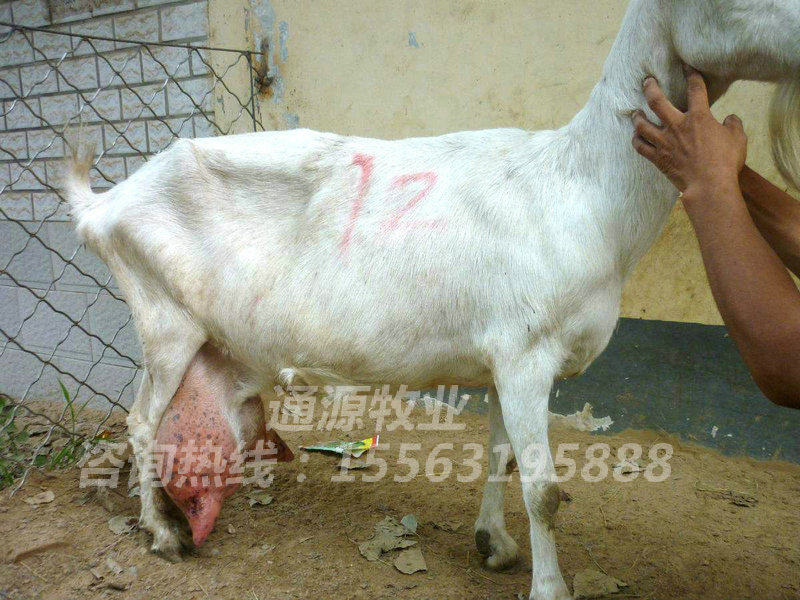 奶山(shān)羊怎麽樣安全過冬?怎麽減少(shǎo)過冬時(shí)羊的傷亡率?