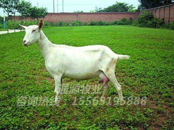 哪種奶山(shān)羊的性價比較高(gāo)